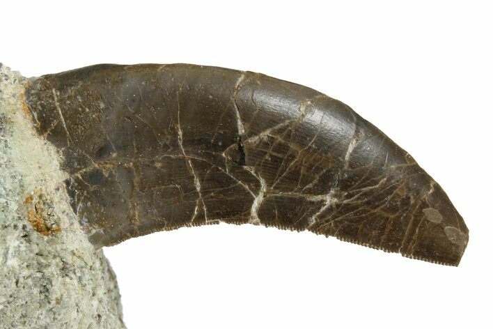 Rare, Serrated, Megalosaurid (Marshosaurus) Tooth - Colorado #182608